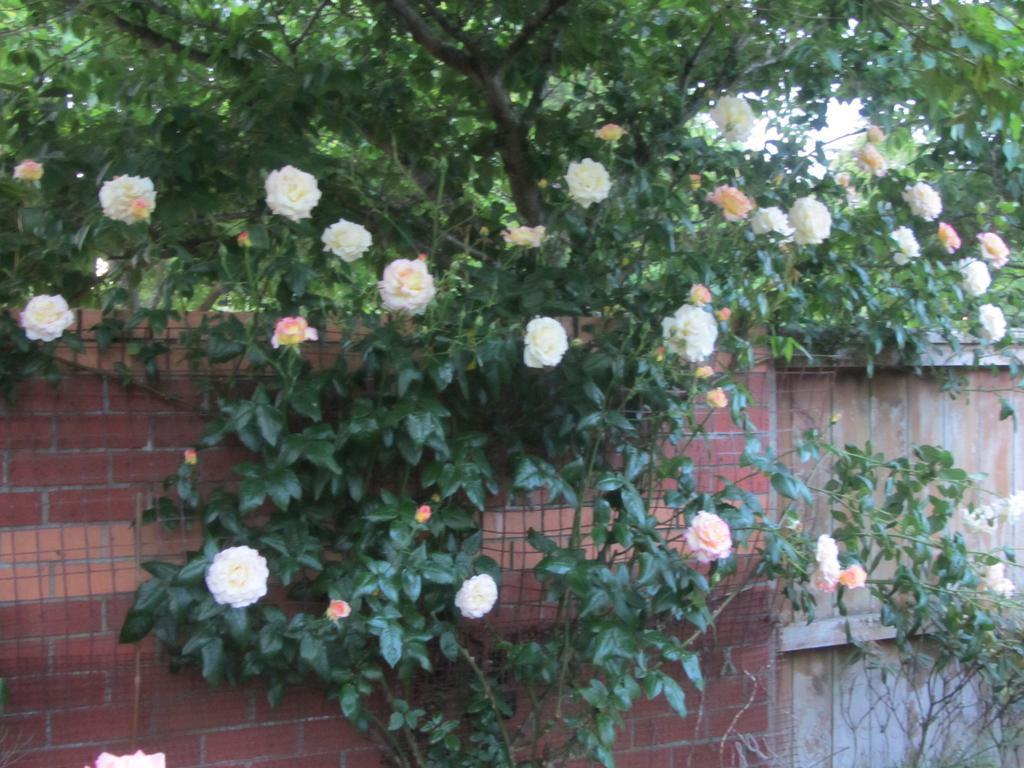 Airport Stableford B&B Christchurch Dış mekan fotoğraf